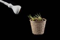 Croissance des coléoptiles de Blé avec éclairage anisotrope